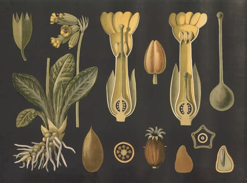 Cowslip Primula Veris Wall Art by Gottlieb von Koch - High-Resolution Digital Print