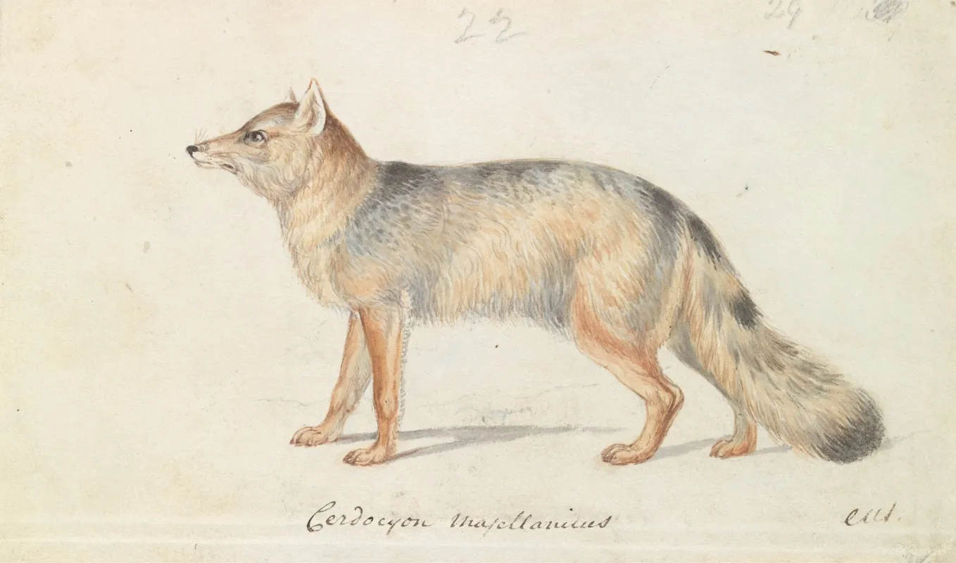 Crab Eating Fox