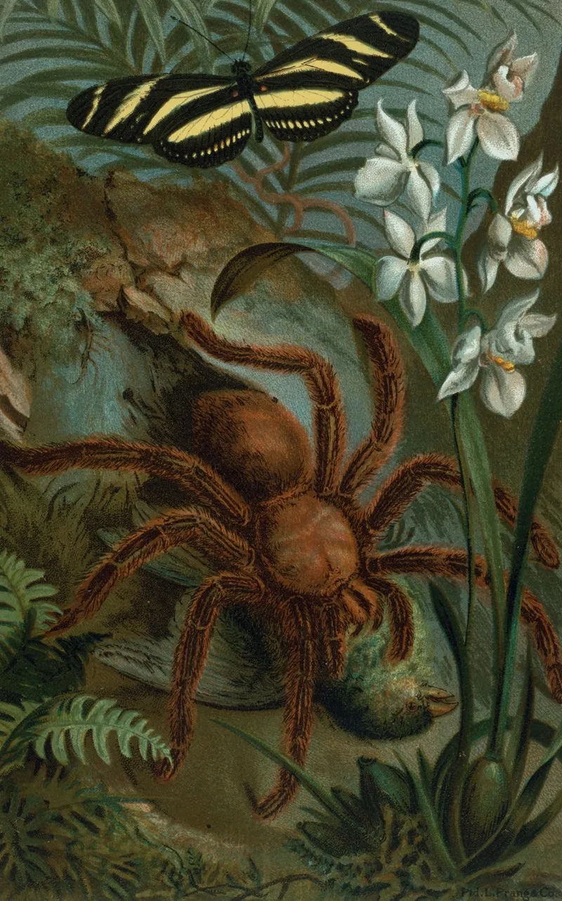 Crab Spider Or Matoudou Wall Art by John George Wood - High-Resolution Digital Print