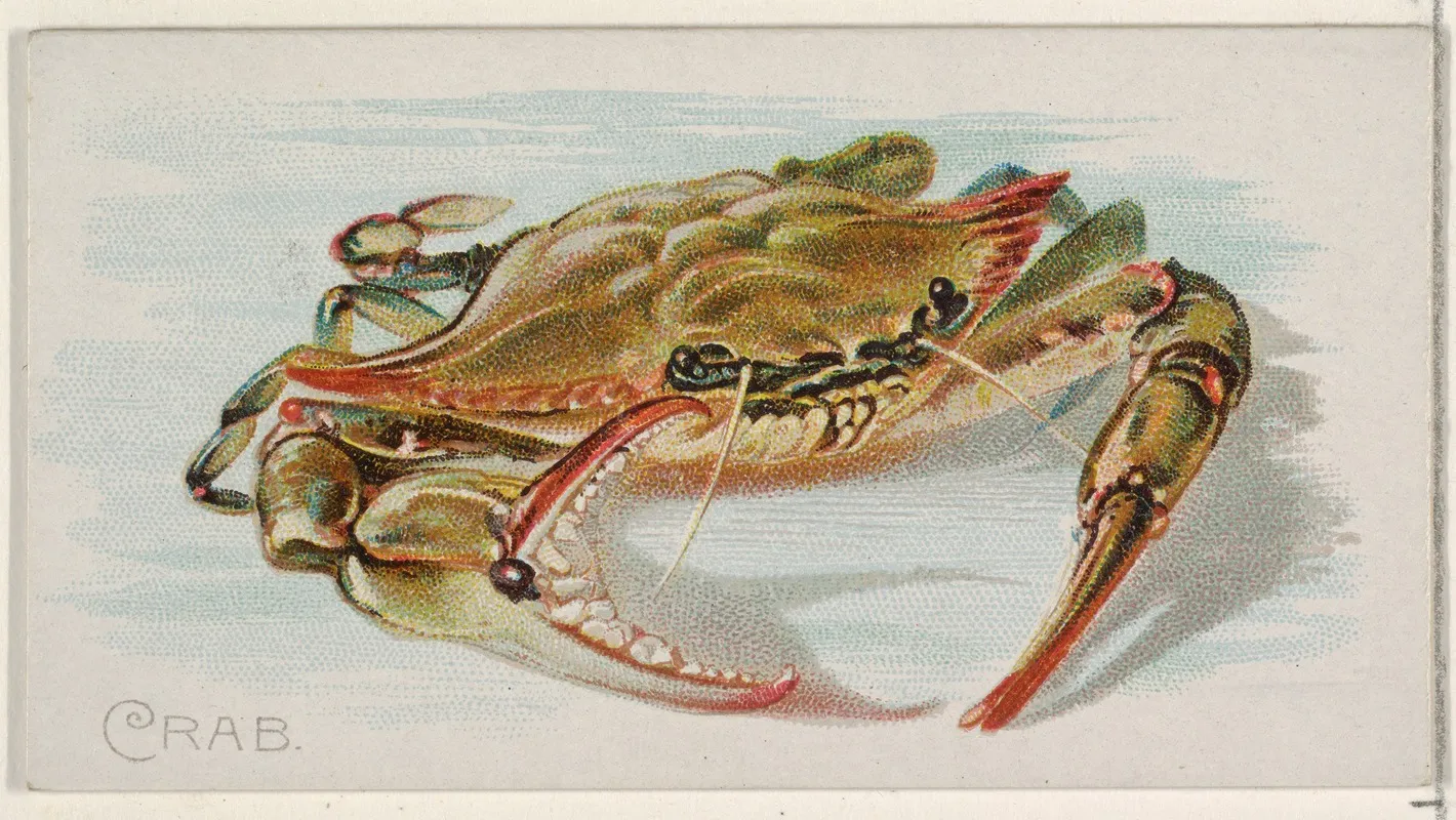 Crab Wall Art by Allen &amp; Ginter - High-Resolution Digital Print