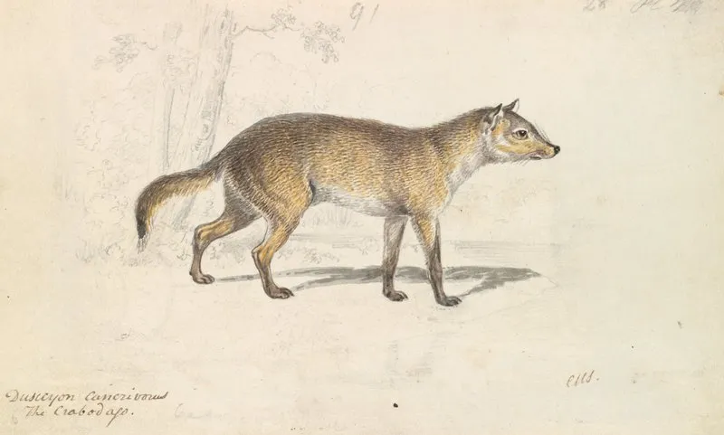 Crabodago Aguara Fox