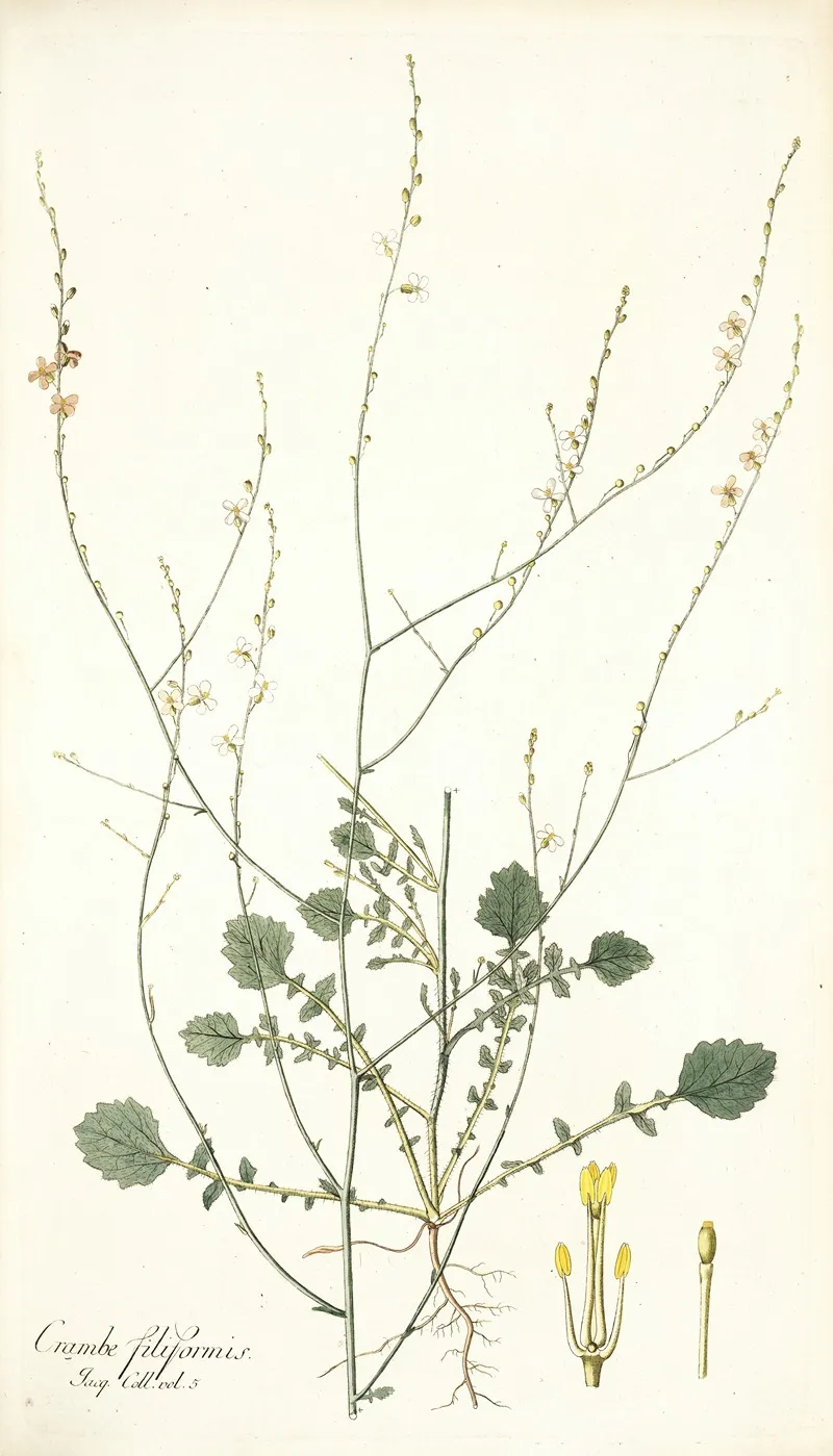 Crambe Filiformis Wall Art by Nikolaus Joseph Freiherr von Jacquin - High-Resolution Digital Print