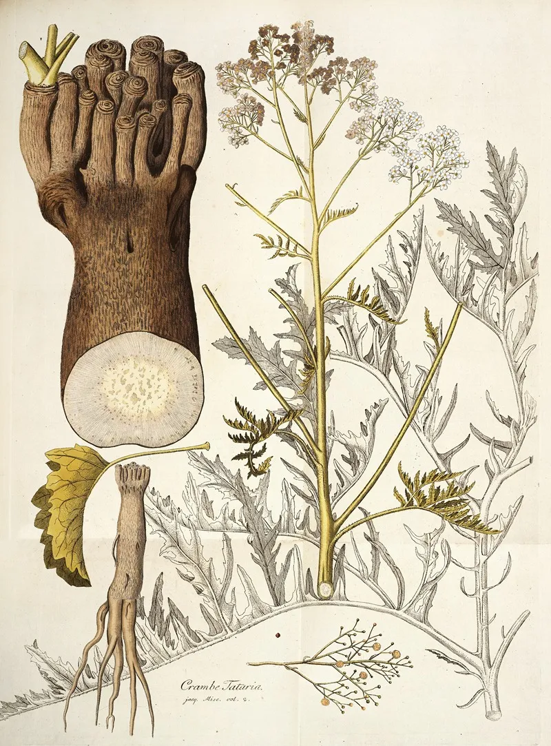 Crambe Tataria Wall Art by Nikolaus Joseph Freiherr von Jacquin - High-Resolution Digital Print