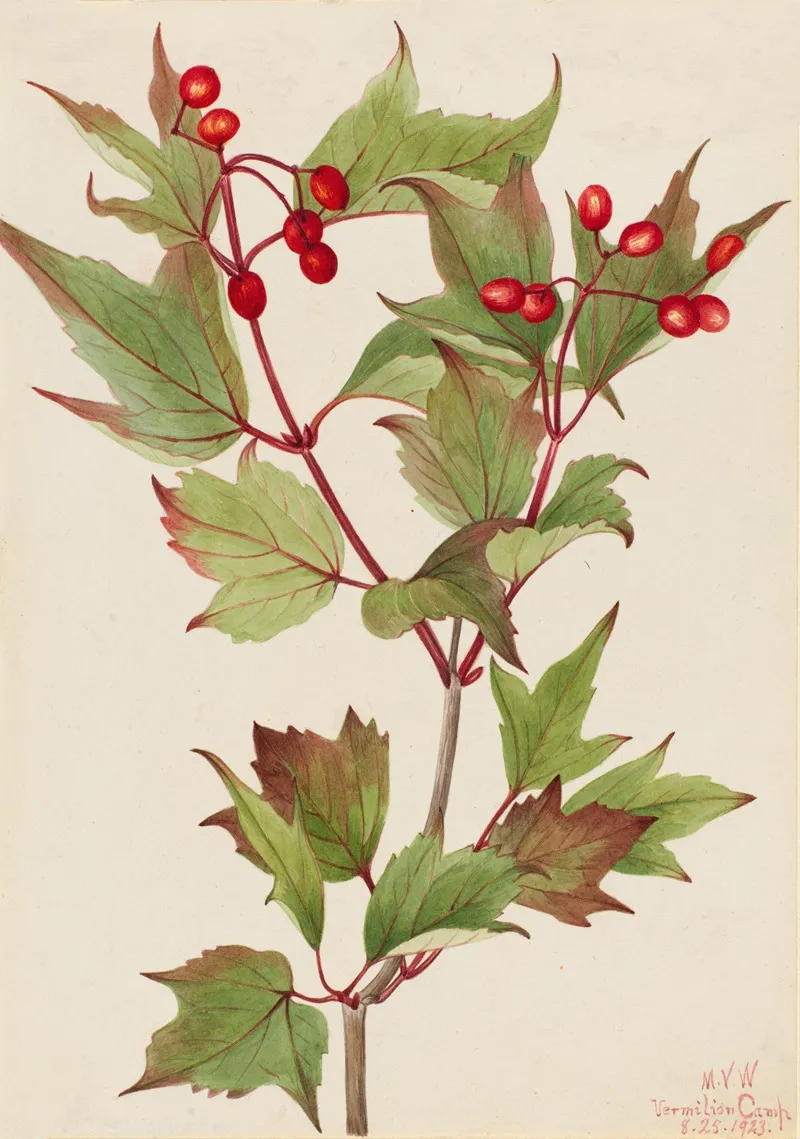 Cranberrybush Viburnum Pauciflorum 2