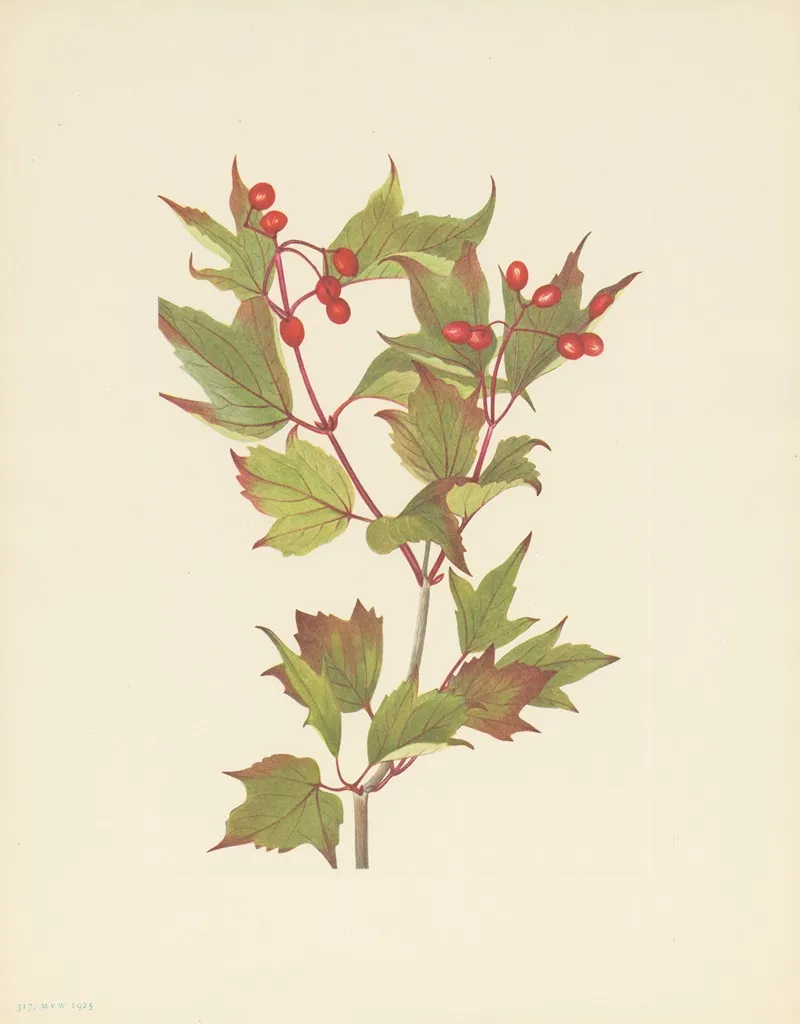 Cranberrybush Viburnum Pauciflorum 3