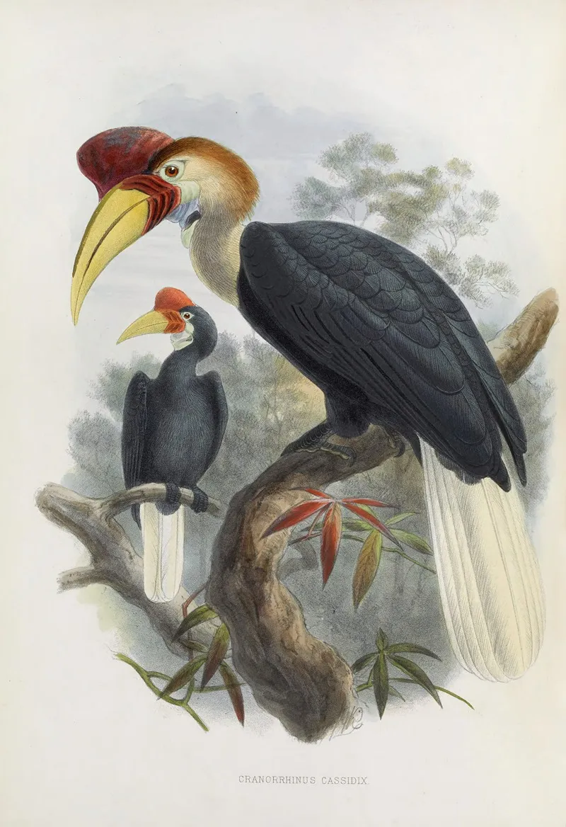 Cranorrhinus Cassidix Wall Art by Daniel Giraud Elliot - High-Resolution Digital Print