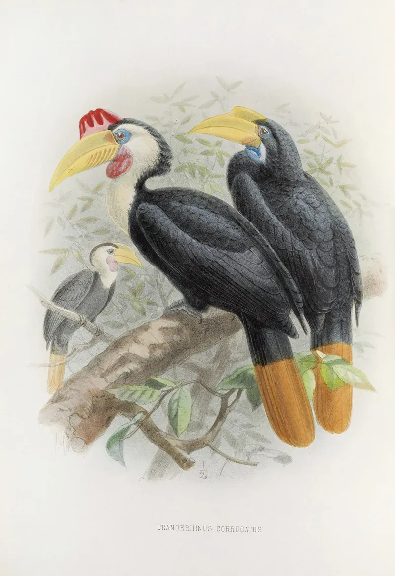 Cranorrhinus Corrugatus Wall Art by Daniel Giraud Elliot - High-Resolution Digital Print