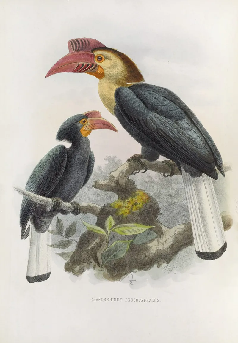 Cranorrhinus Leucocephalus Wall Art by Daniel Giraud Elliot - High-Resolution Digital Print