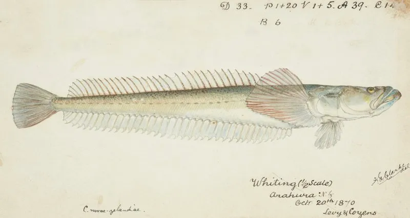 Crapatulus Novaezealandiae Nz Sand Stargazer