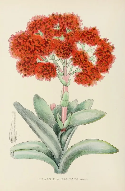 Crassula Falcata Wall Art by Illtyd Buller Pole-Evans - High-Resolution Digital Print