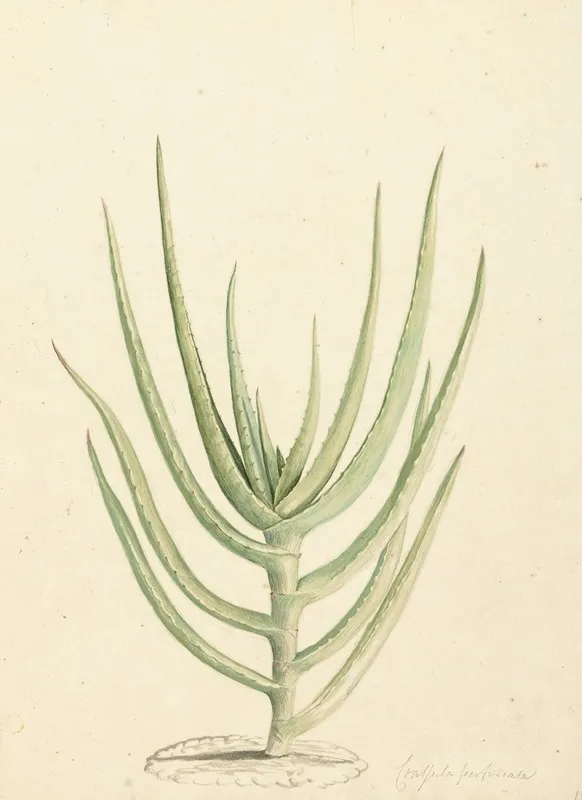Crassula Perfoliata Wall Art by Laurens Vincentsz. van der Vinne - High-Resolution Digital Print