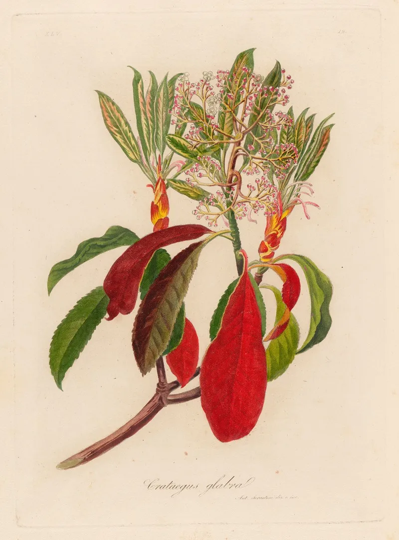 Crateagus Glabra Wall Art by Gaetano Savi - High-Resolution Digital Print