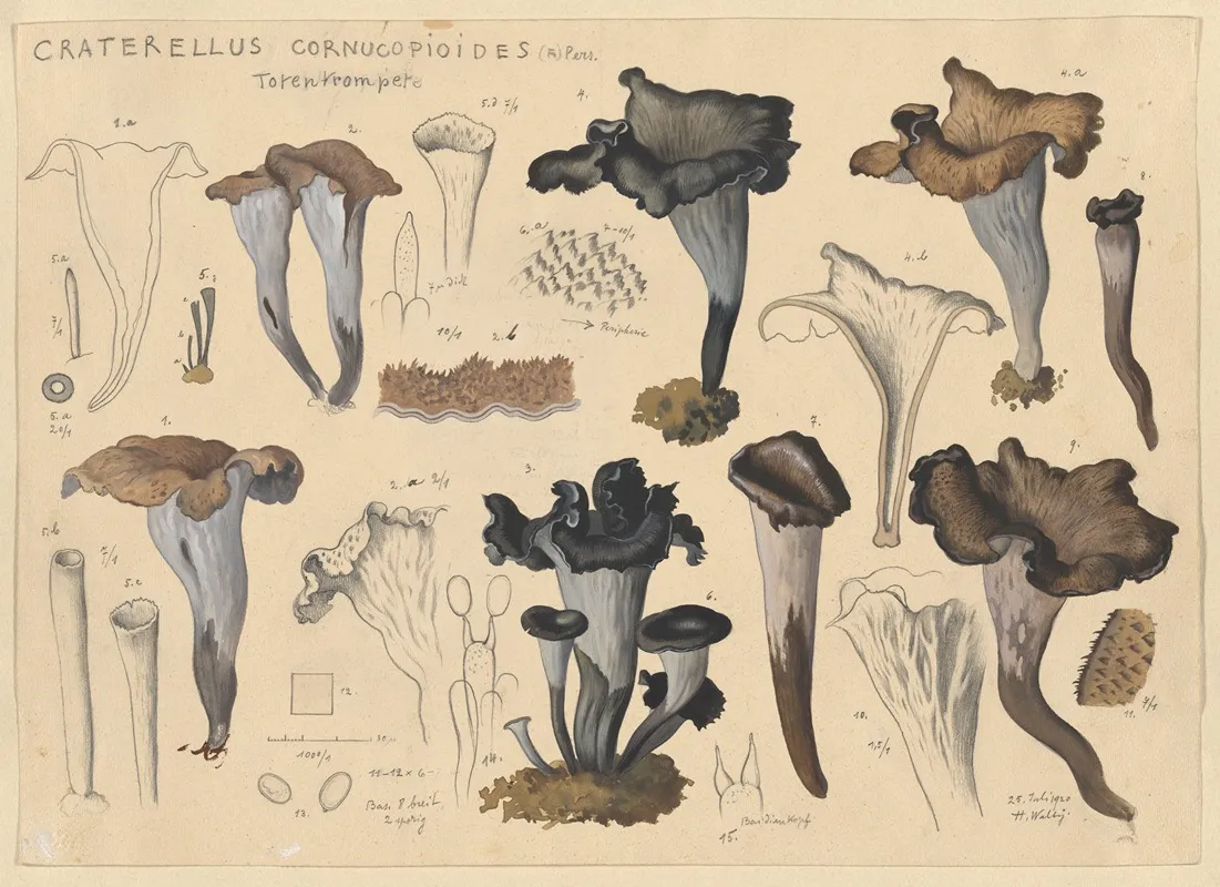 Craterellus Cornucopioides Fr Pers Wall Art by Hans Walty - High-Resolution Digital Print