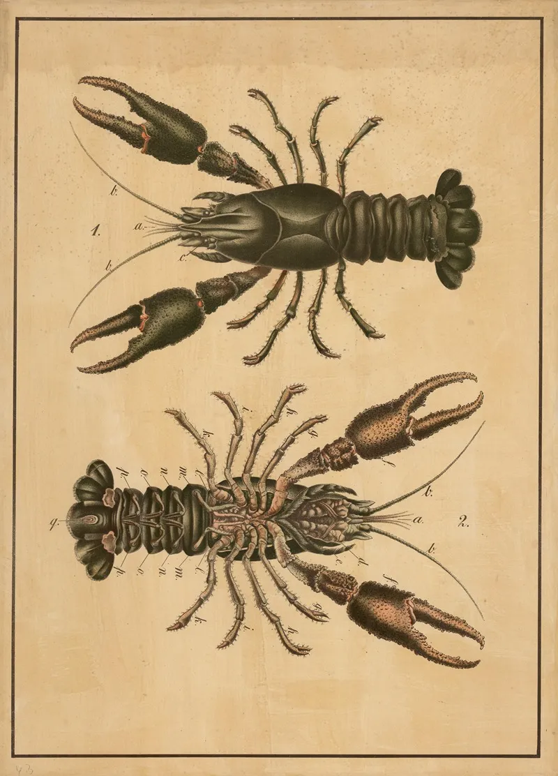 Crayfish 2