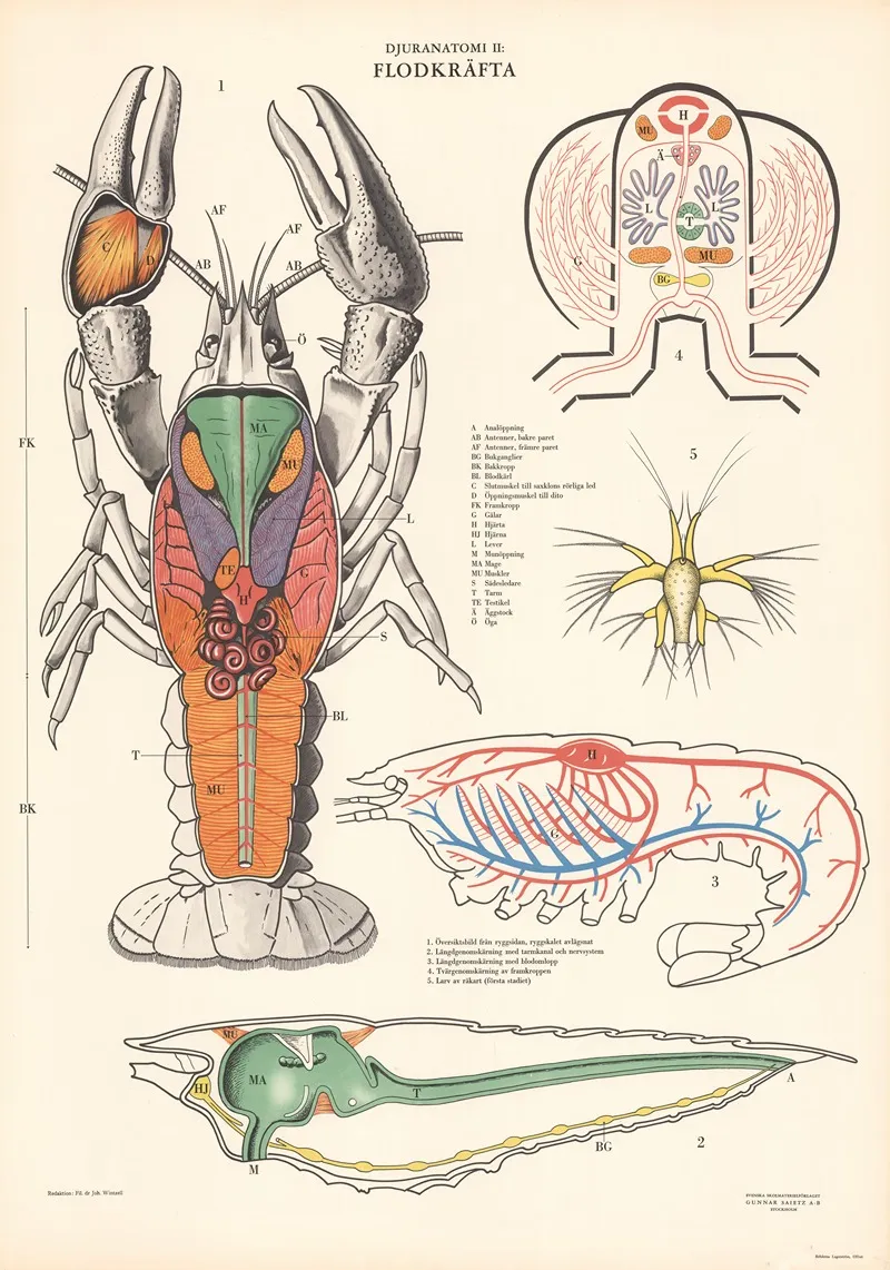 Crayfish 5 Wall Art by Svenska Skolmaterielförlaget Gunnar Saiåtz A-B - High-Resolution Digital Print