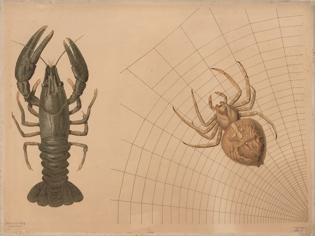 Crayfish And Spider 2 Wall Art by Emil Schmidt - High-Resolution Digital Print