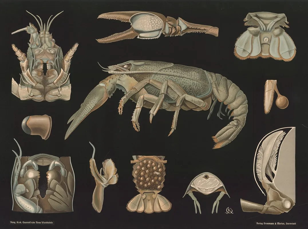 Crayfish Astacus Fluviatilis Wall Art by Gottlieb von Koch - High-Resolution Digital Print
