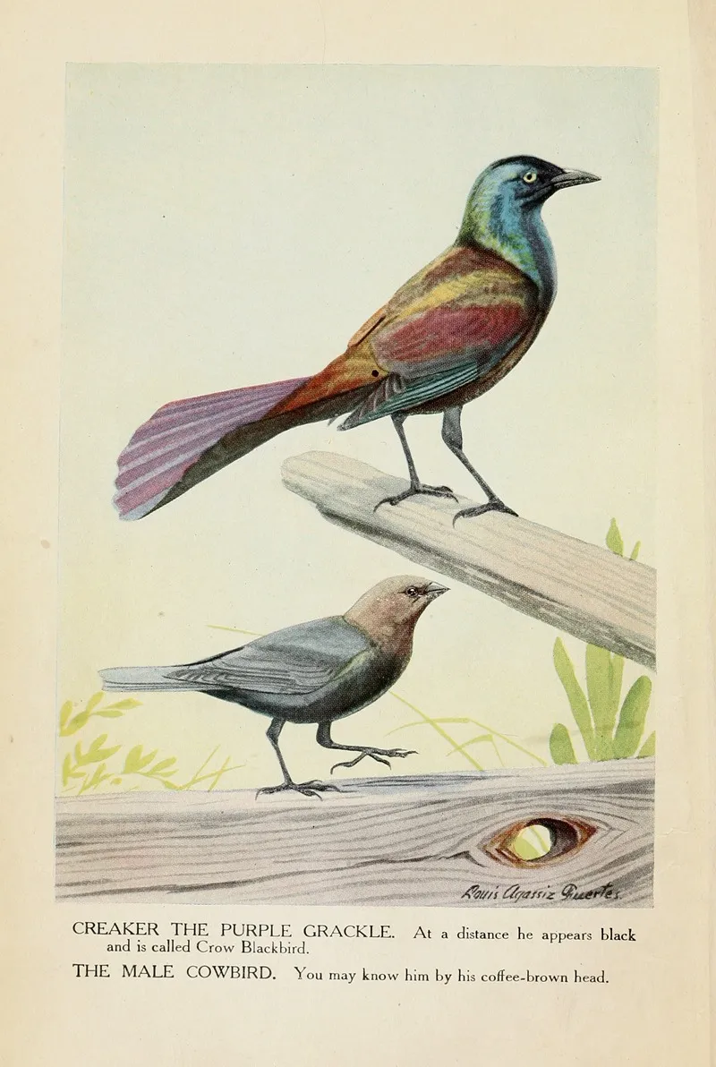 Creaker The Purple Grackle And The Male Cowbird Wall Art by Louis Agassiz Fuertes - High-Resolution Digital Print