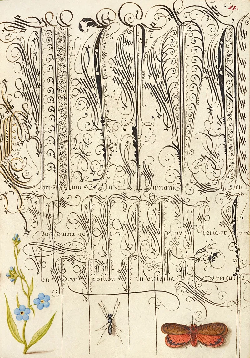 Creeping Forget Me Not Insect And Planthopper