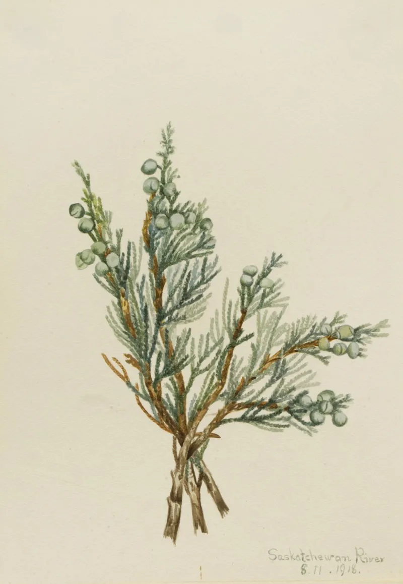 Creeping Juniper Juniperus Horizontalis 2