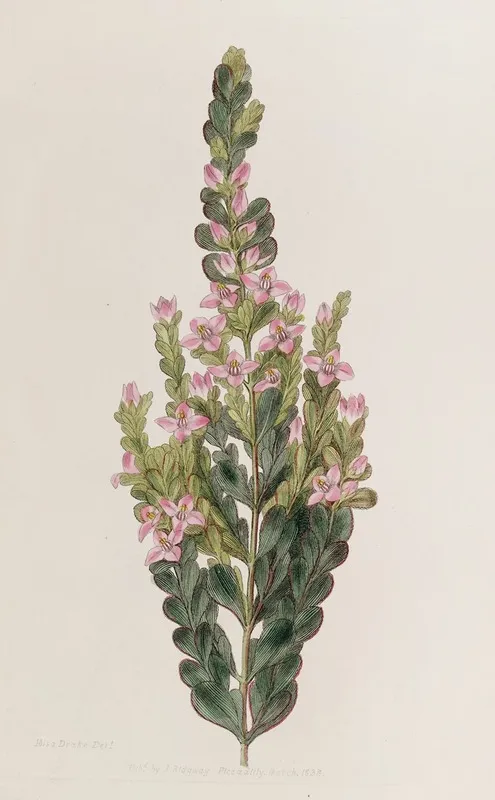Cremated Boronia Wall Art by Sydenham Edwards - High-Resolution Digital Print