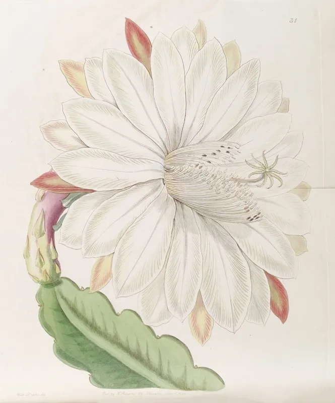 Crenated Torch Thistle Wall Art by Sydenham Edwards - High-Resolution Digital Print