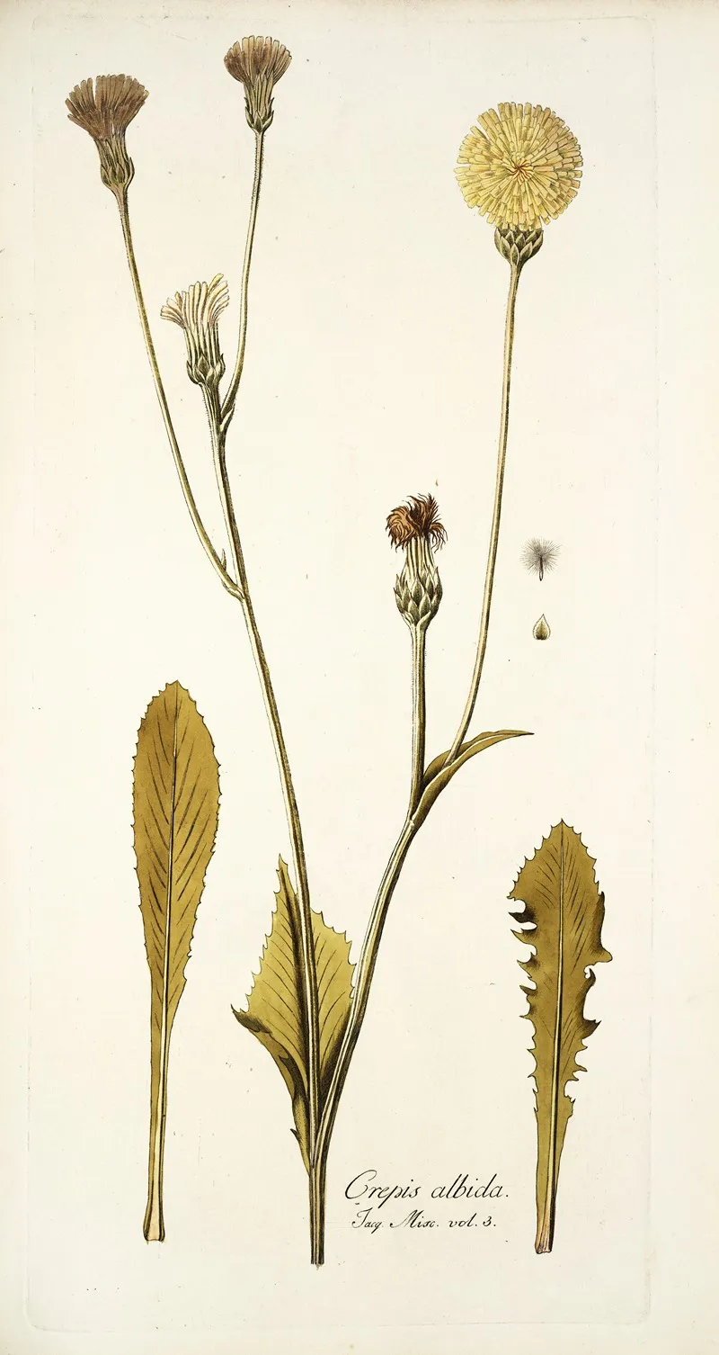 Crepis Albida Wall Art by Nikolaus Joseph Freiherr von Jacquin - High-Resolution Digital Print