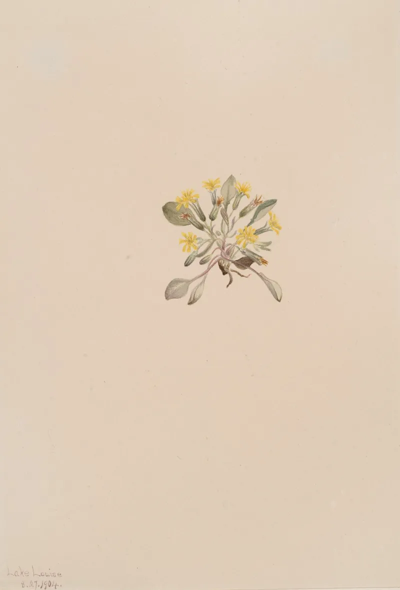 Crepis Elegans