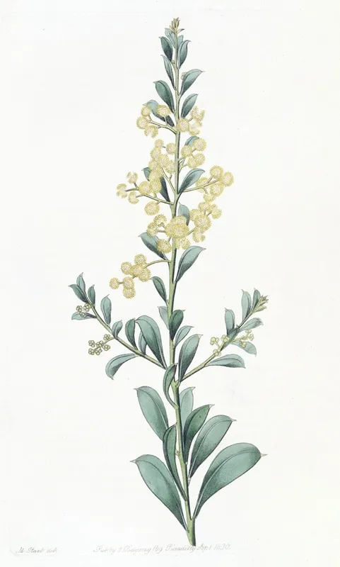 Crescent Leaved Acacia Wall Art by Sydenham Edwards - High-Resolution Digital Print