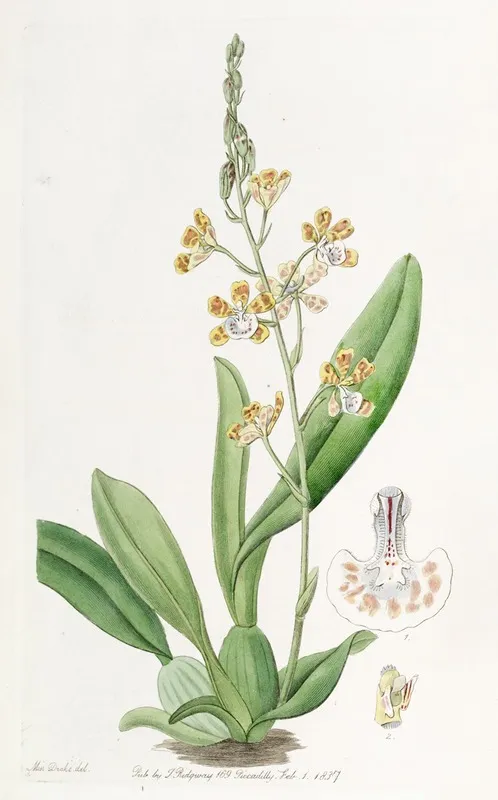 Crescent Lipped Oncidium Wall Art by Sydenham Edwards - High-Resolution Digital Print