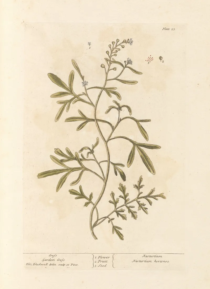 Cress Wall Art by Elizabeth Blackwell - High-Resolution Digital Print