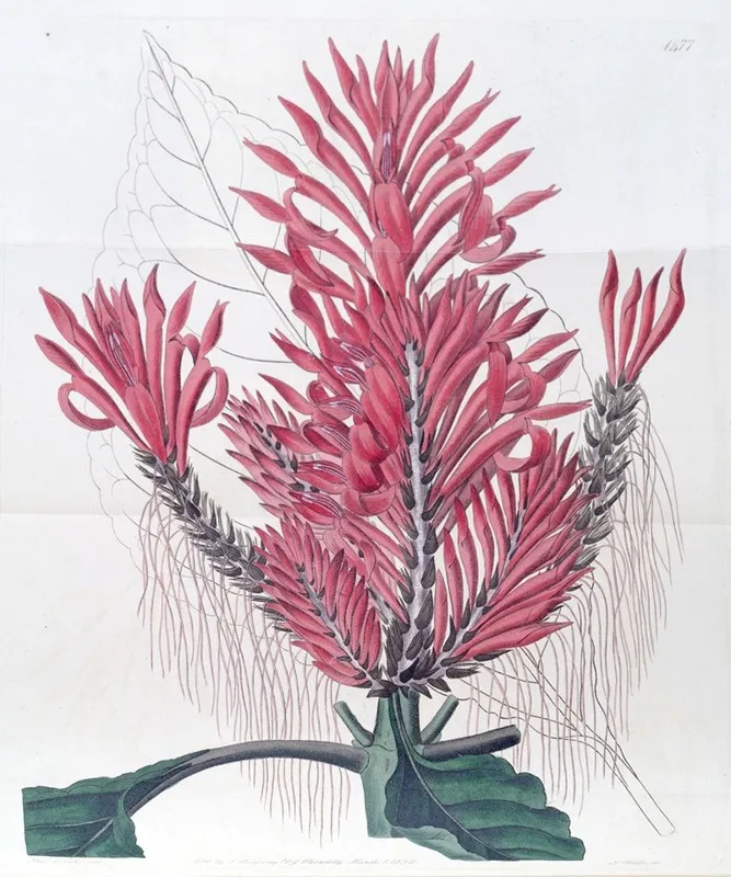 Crested Aphelandria Wall Art by Sydenham Edwards - High-Resolution Digital Print