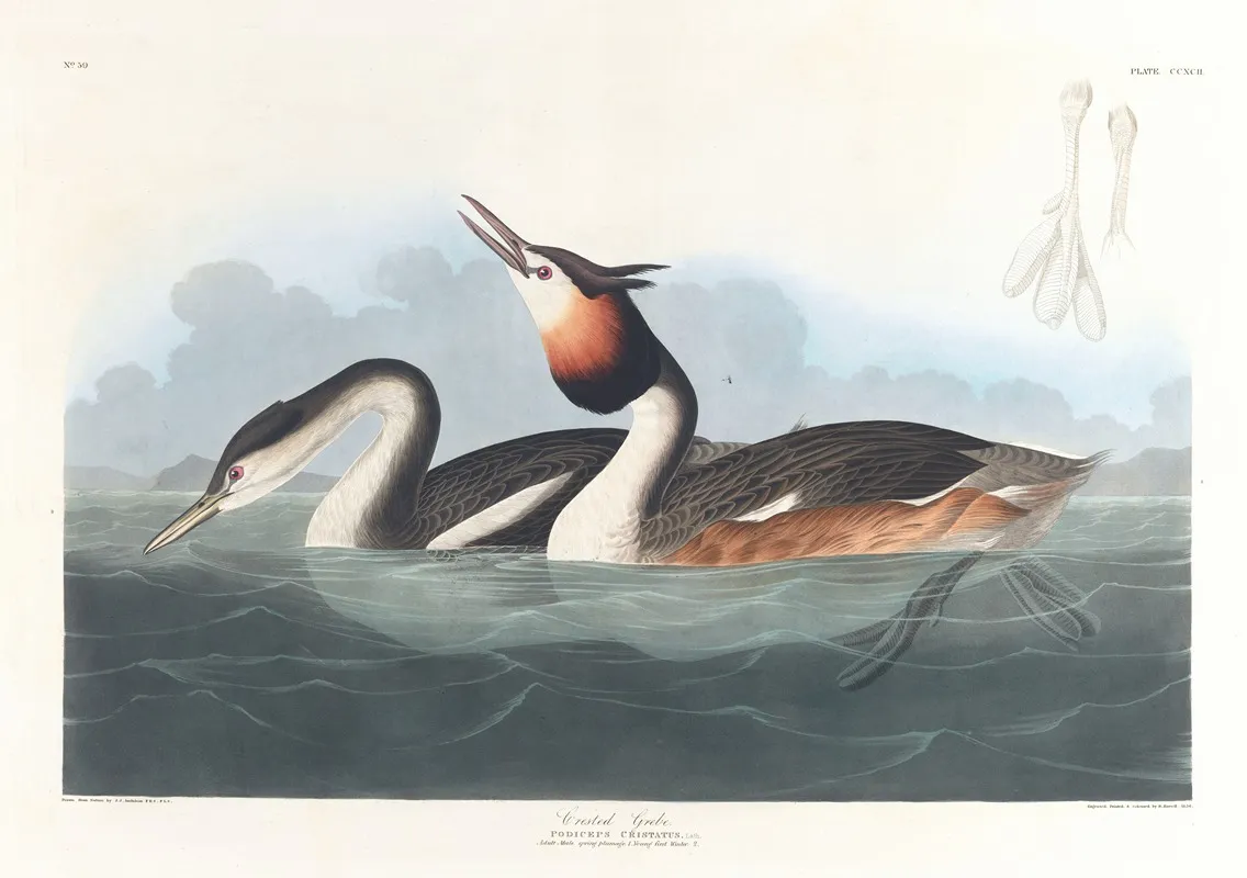Crested Grebe Wall Art by John James Audubon - High-Resolution Digital Print