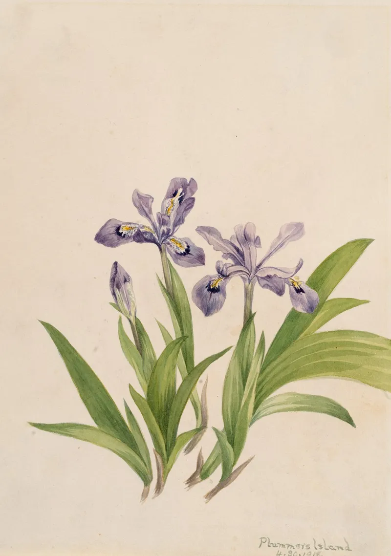 Crested Iris Iris Cristata 2