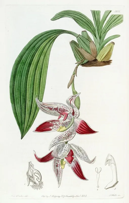Crested Maxillaria Wall Art by Sydenham Edwards - High-Resolution Digital Print