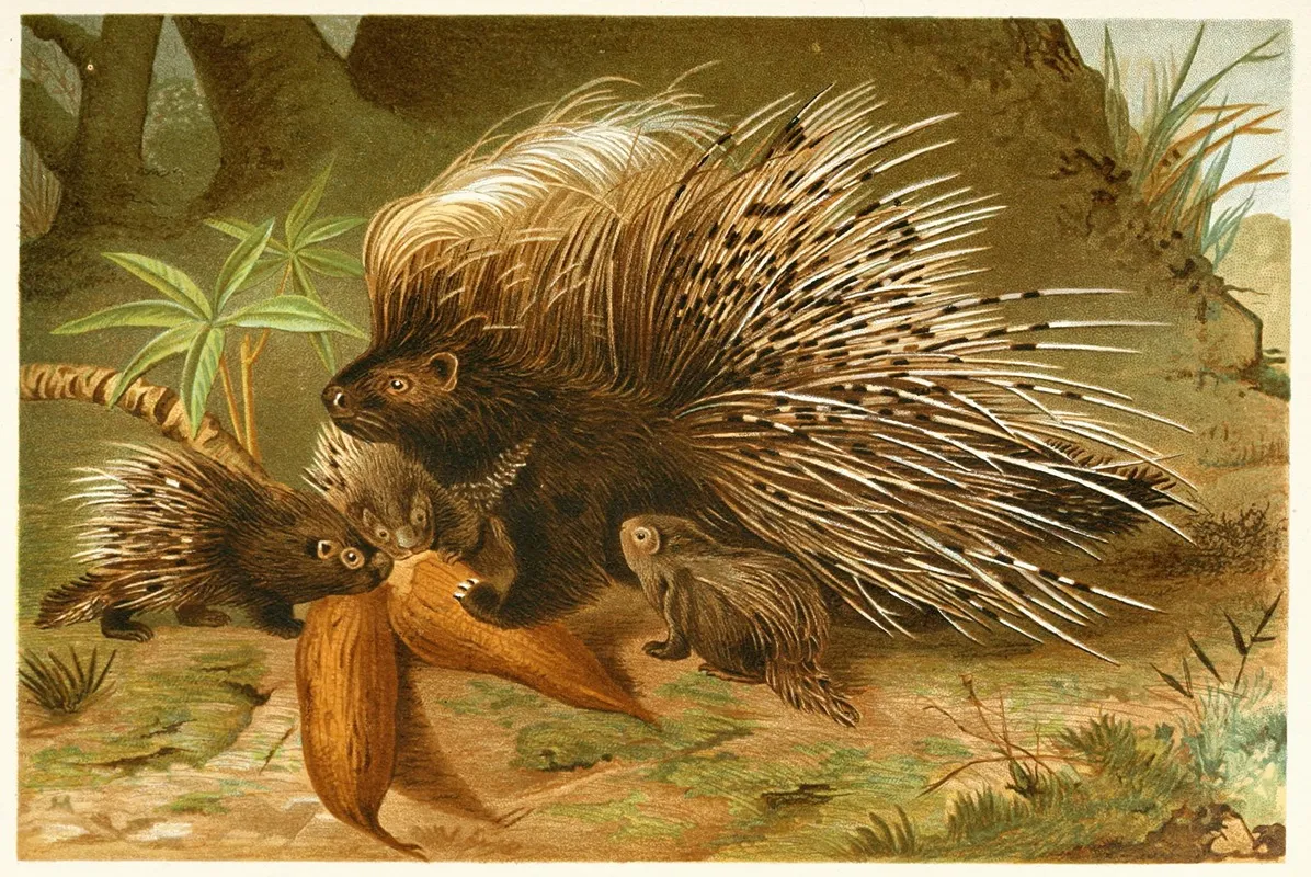 Crested Porcupine Wall Art by Anonymous - High-Resolution Digital Print