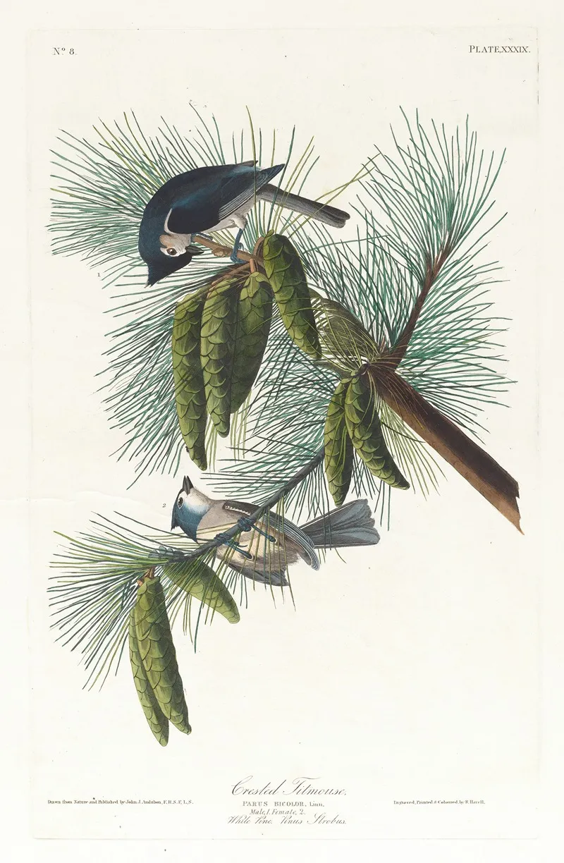 Crested Titmouse Wall Art by John James Audubon - High-Resolution Digital Print