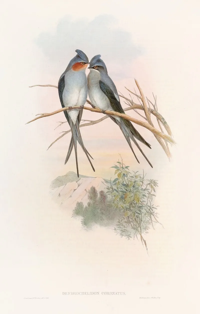 Crested Tree Swift Wall Art by John Gould - High-Resolution Digital Print