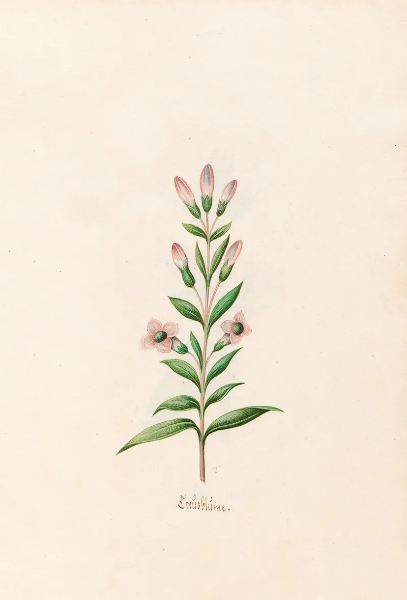 Creuzblume Wall Art by Magdelena Rosina Funck - High-Resolution Digital Print