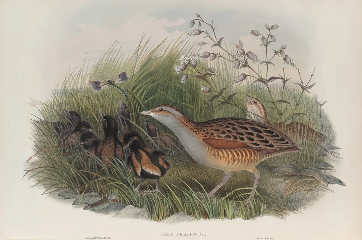 Crex Pratensis Land Rail Or Corn Crake Wall Art by John Gould - High-Resolution Digital Print