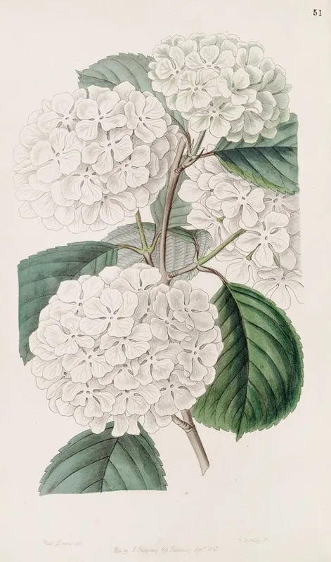 Crimped Gueldres Rose Wall Art by Sydenham Edwards - High-Resolution Digital Print