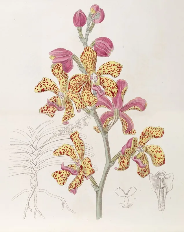 Crimson And Yellow Vanda Wall Art by Sydenham Edwards - High-Resolution Digital Print