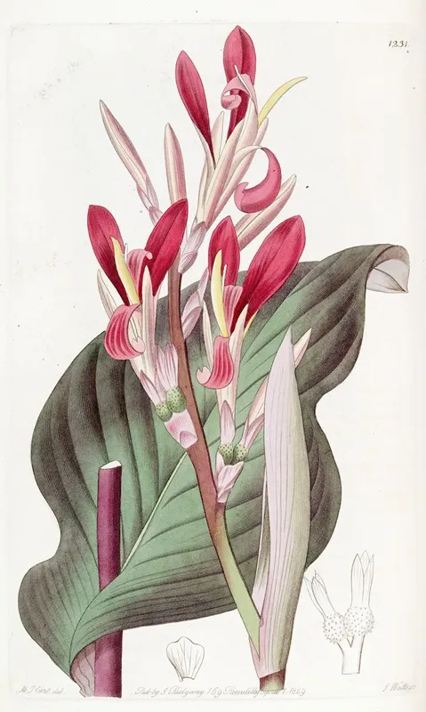 Crimson Leaved Canna Wall Art by Sydenham Edwards - High-Resolution Digital Print