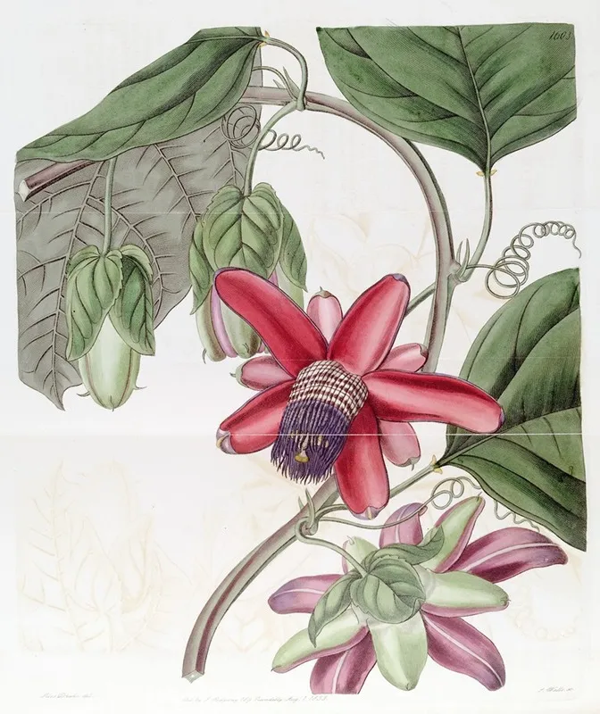 Crimson Passion Flower Wall Art by Sydenham Edwards - High-Resolution Digital Print