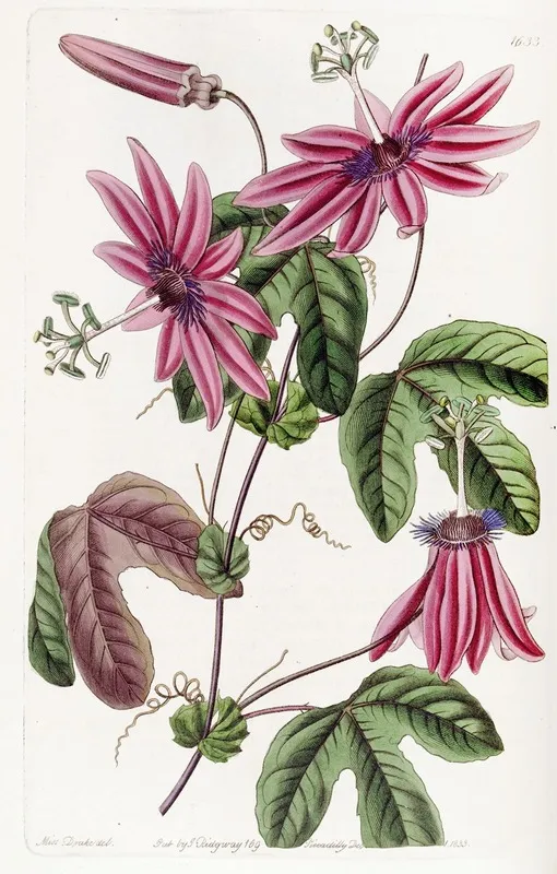 Crimson Passionflower Wall Art by Sydenham Edwards - High-Resolution Digital Print