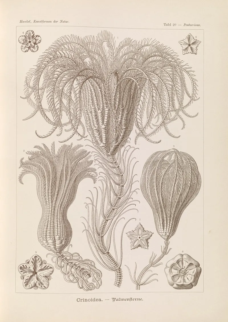 Crinoidea Palmensterne Wall Art by Ernst Haeckel - High-Resolution Digital Print