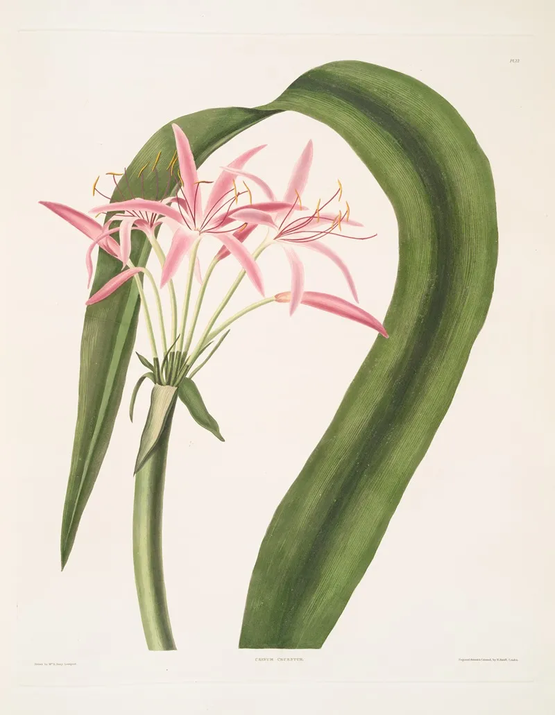 Crinum Cruentum 2 Wall Art by Priscilla Susan Bury - High-Resolution Digital Print
