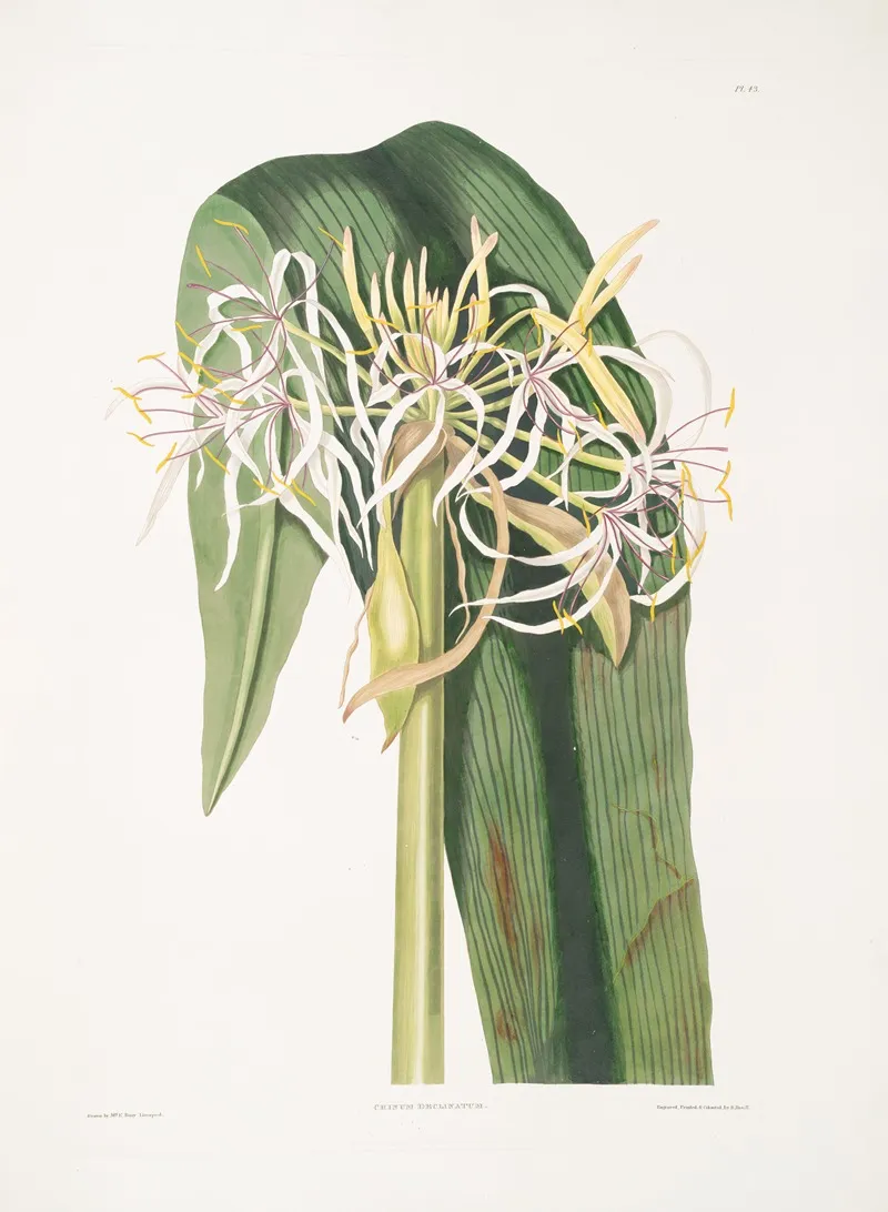 Crinum Declinatum 2 Wall Art by Priscilla Susan Bury - High-Resolution Digital Print