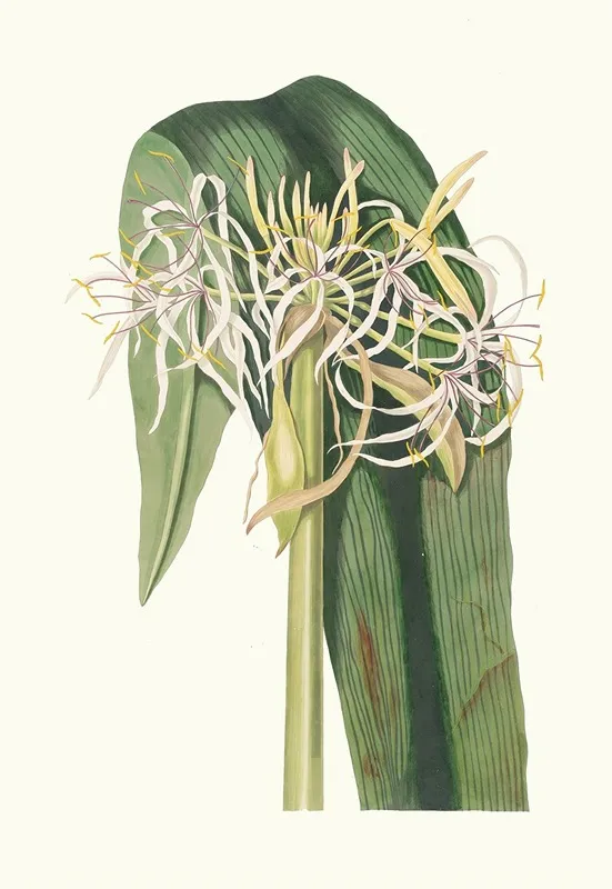 Crinum Declinatum Wall Art by Priscilla Susan Bury - High-Resolution Digital Print