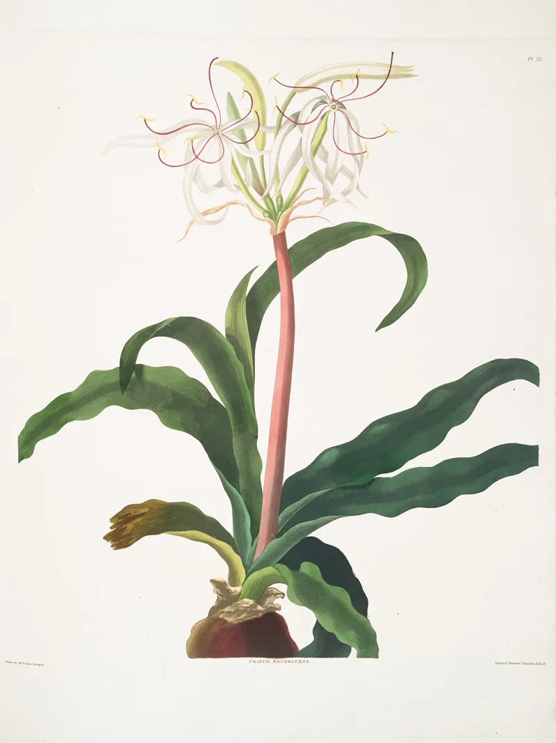 Crinum Erubescens Wall Art by Priscilla Susan Bury - High-Resolution Digital Print